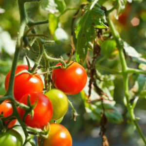 Tomate Amadrama - Caja 10 kg